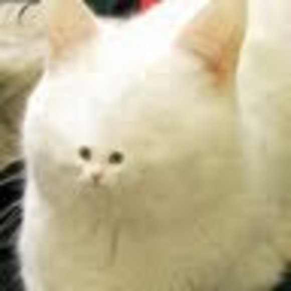 Meet your Posher, Ryuji - Picture 1 of 1